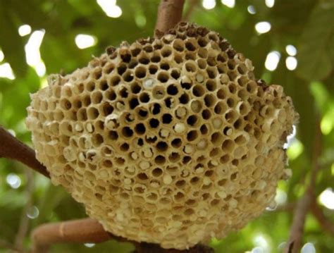 蜜蜂在家築巢好嗎